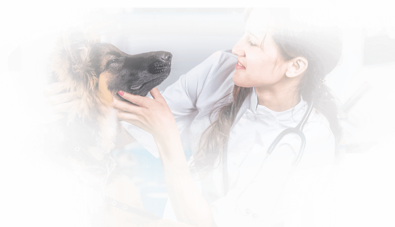 Veterinary Specialty Services - Top Rated Missouri Veterinarians