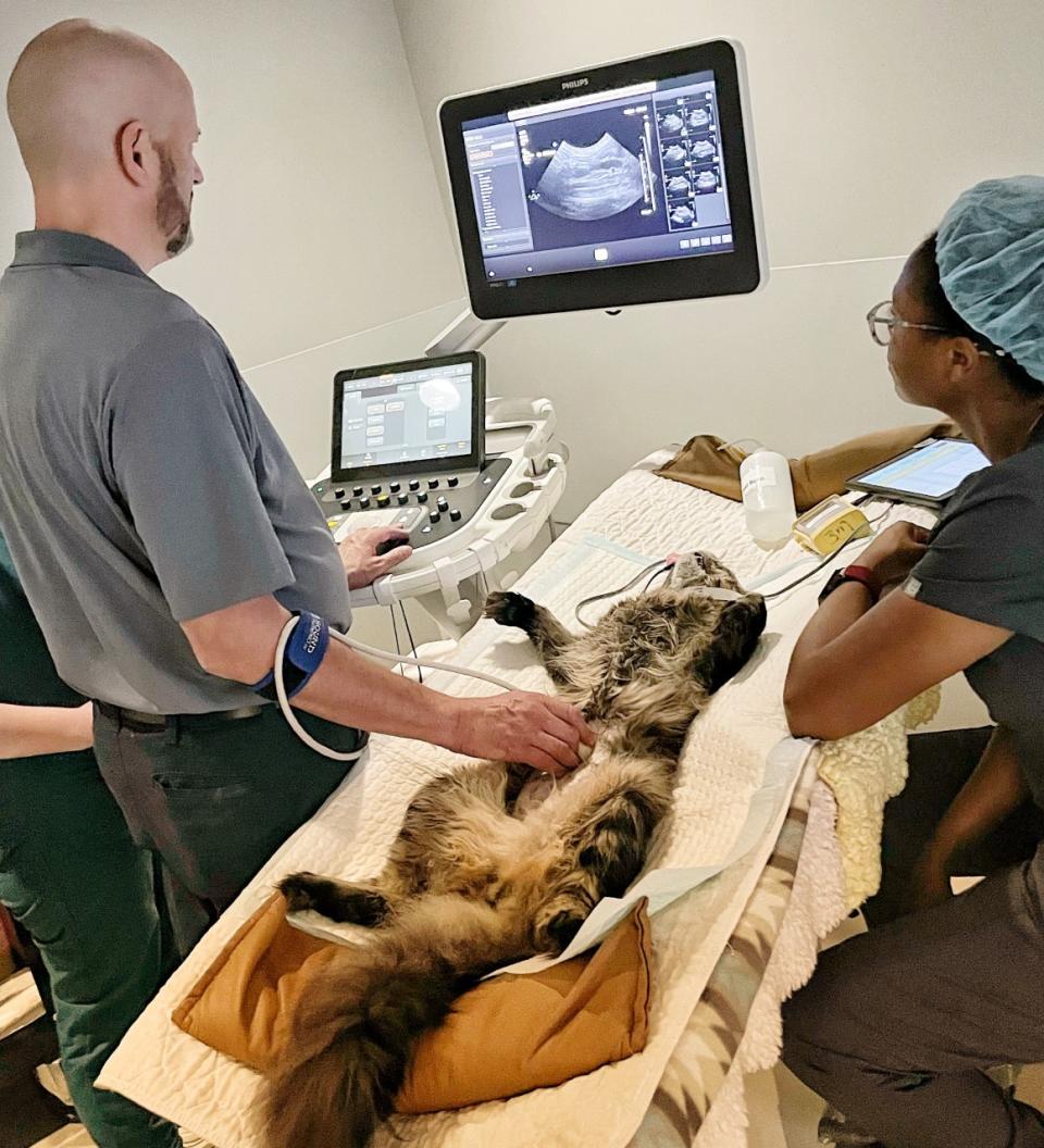 doctors performing ultrasound on a cat