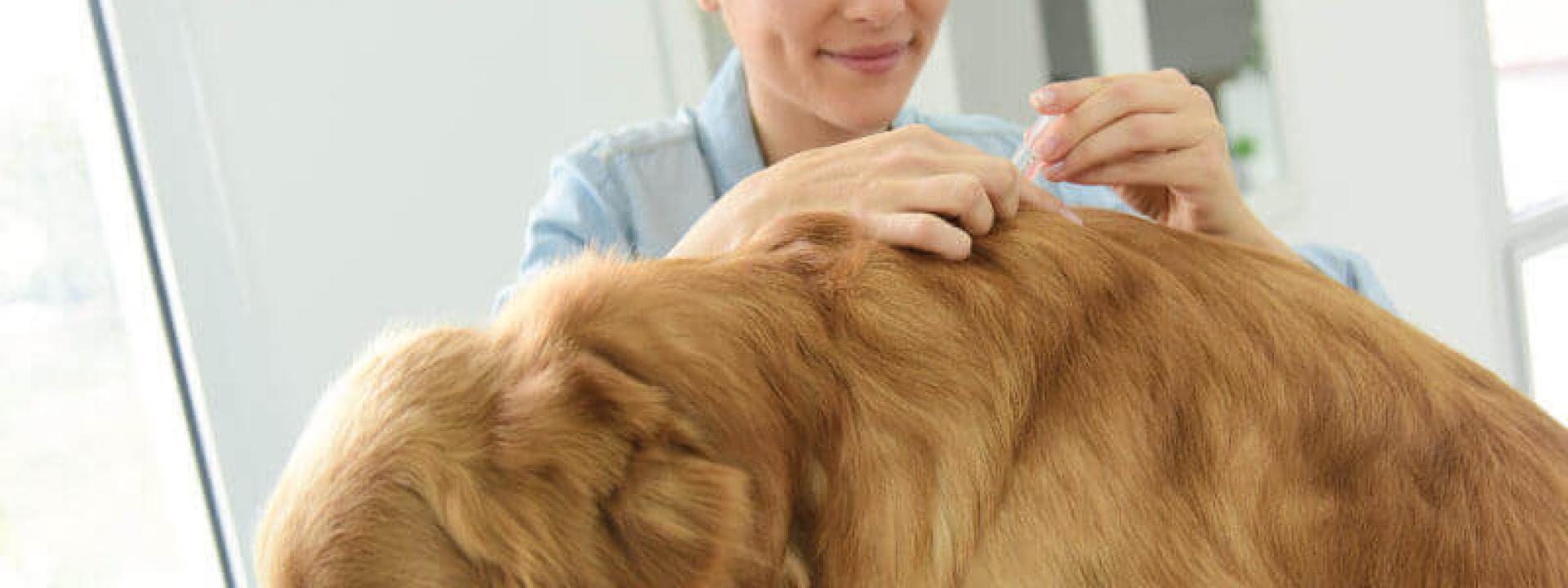 veterinarians near me veterinarians near me